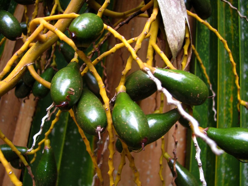 Makaleha Pritchardia photo 3