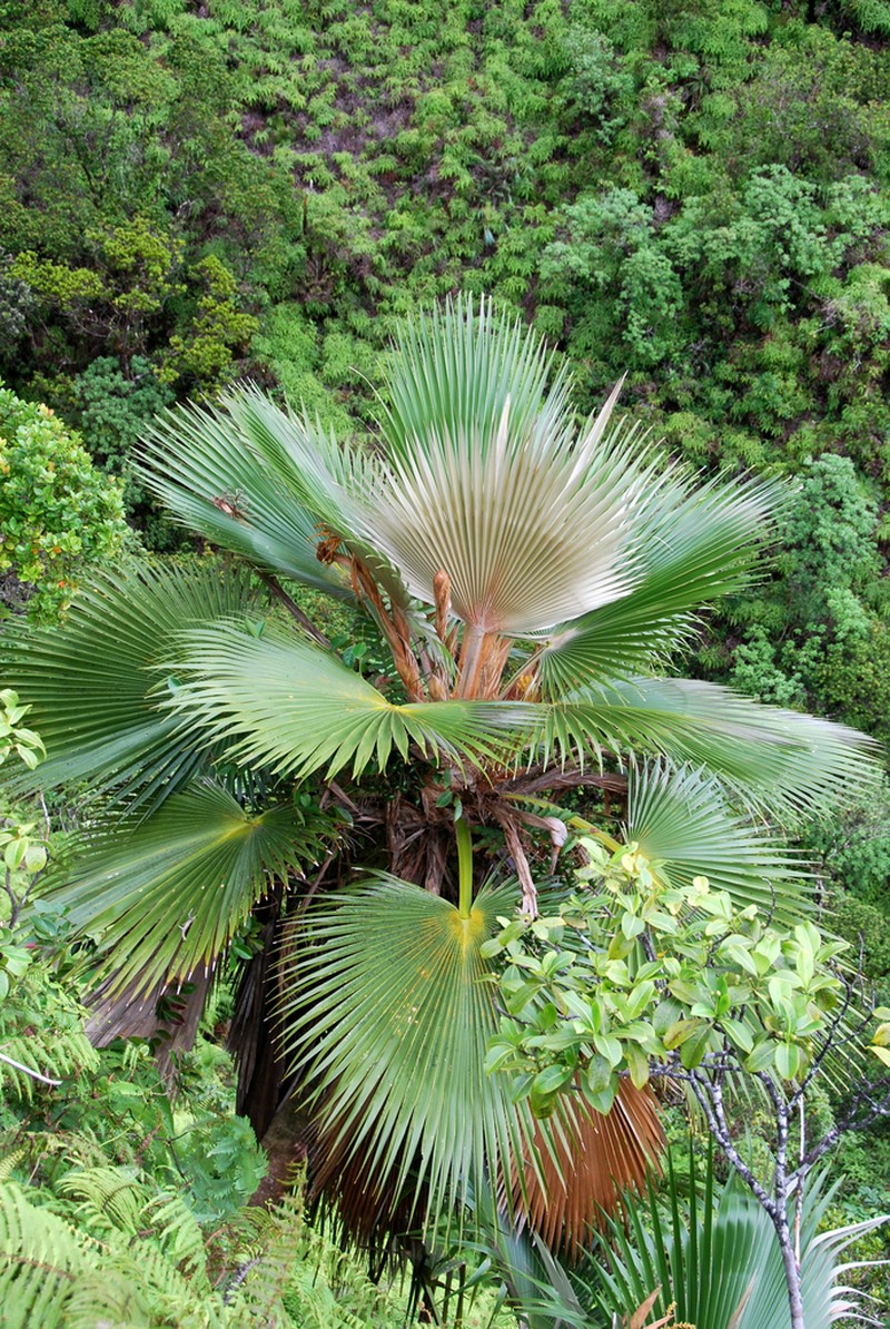 Makaleha Pritchardia photo 4