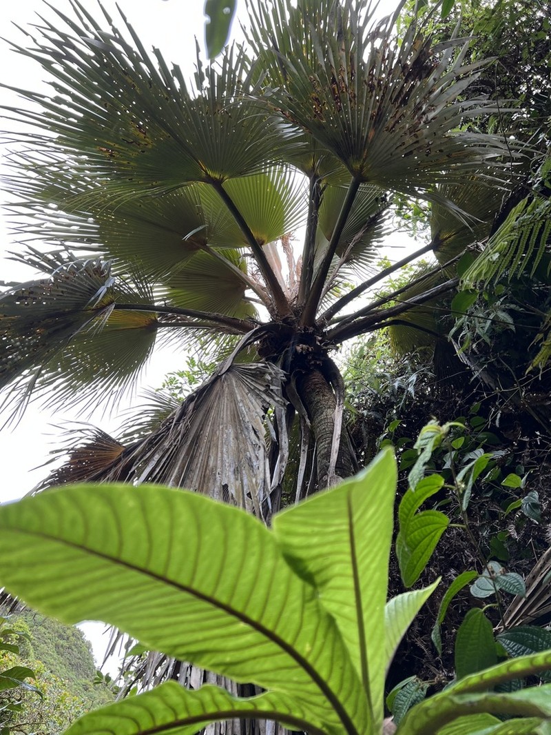 Makaleha Pritchardia photo 5