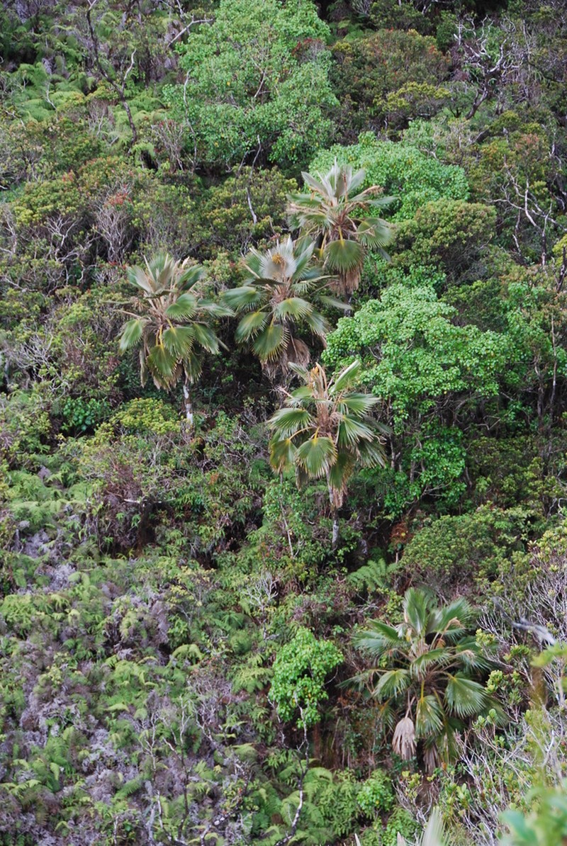 Makaleha Pritchardia photo 7