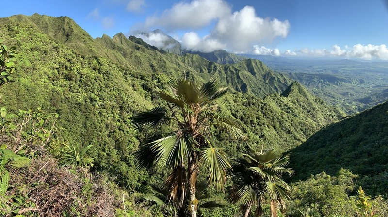 Makaleha Pritchardia photo 8
