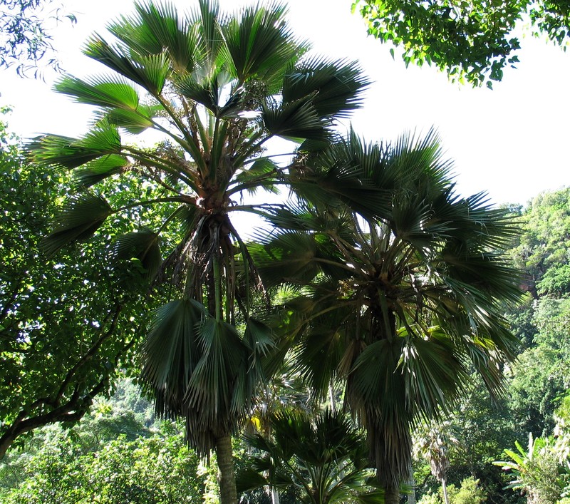 Lo'Ulu Lelo photo 3