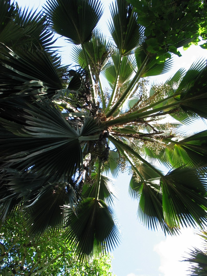 Lo'Ulu Lelo photo 4