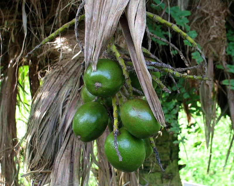 Lo'Ulu Lelo photo 5