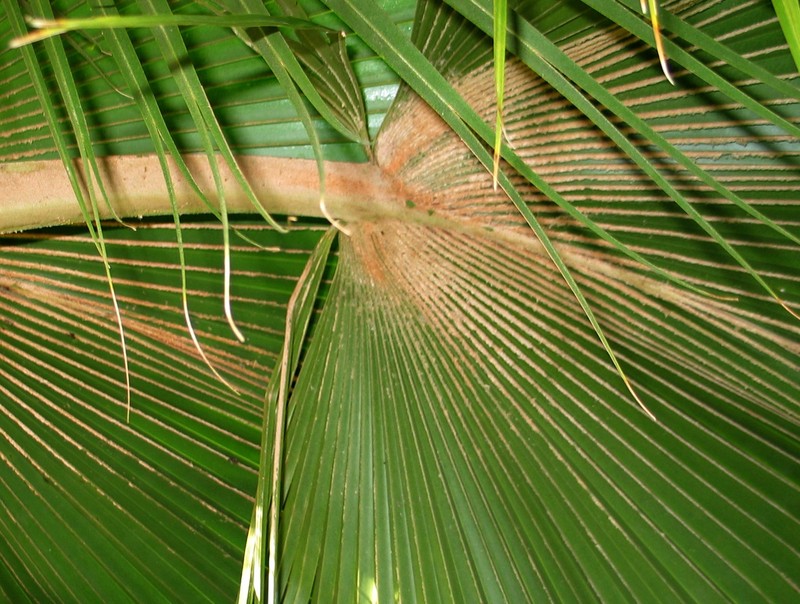Lo'Ulu Lelo photo 6