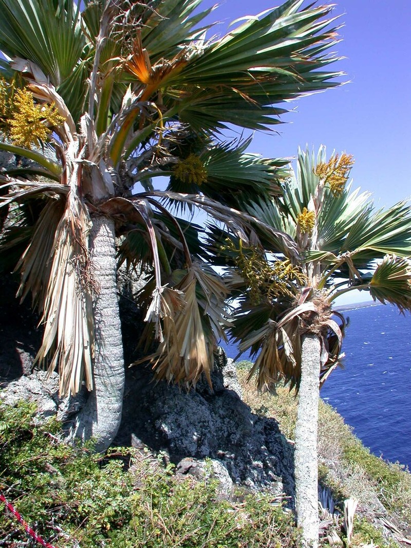 Lo'Ulu Lelo photo 2