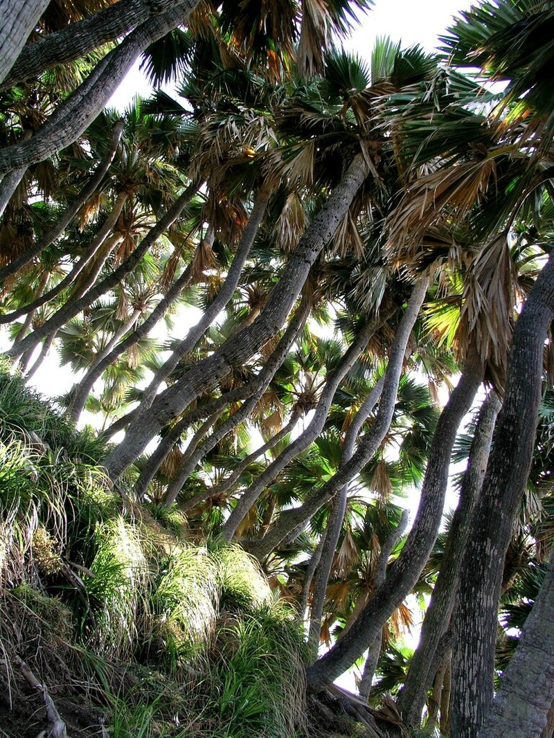 Lo'Ulu Lelo photo 6