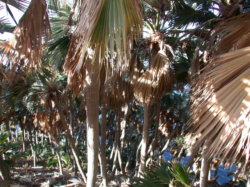 Lo'Ulu Lelo photo 7