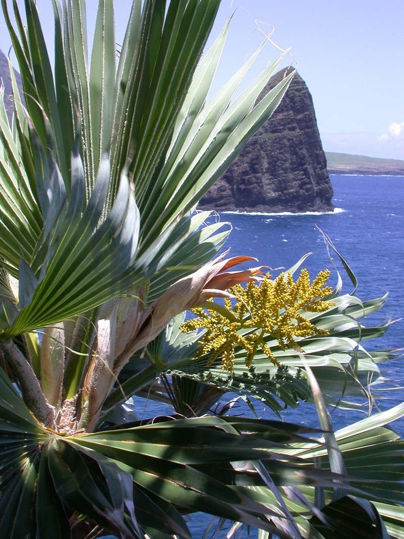 Lo'Ulu Lelo photo 8
