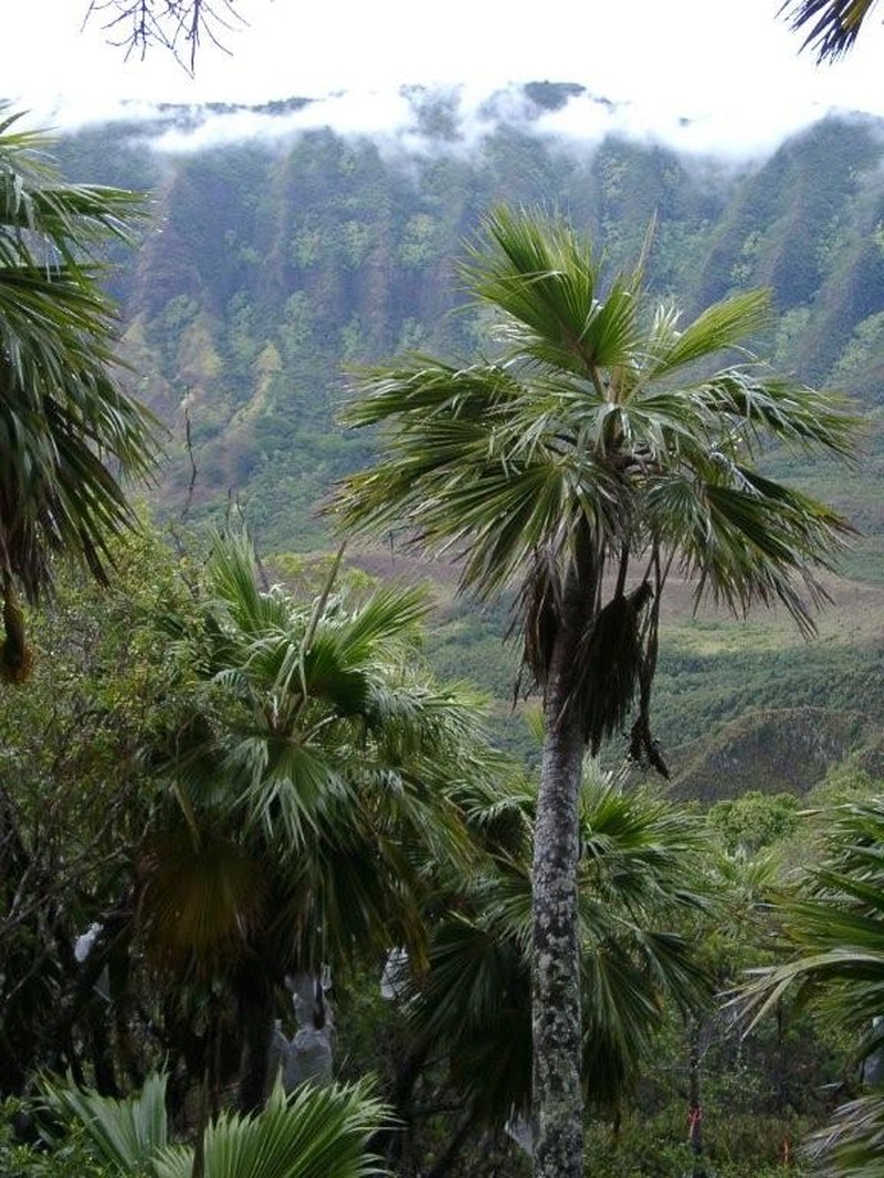 Waianae Range Pritchardia