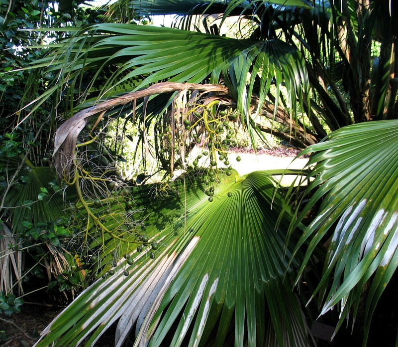 Waianae Range Pritchardia photo 2