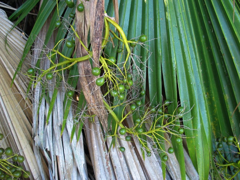 Waianae Range Pritchardia photo 3