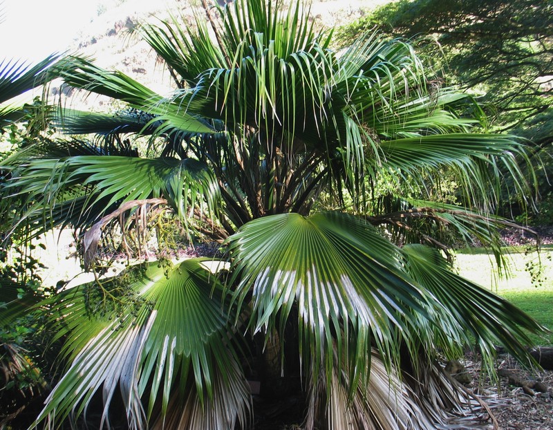 Waianae Range Pritchardia photo 4