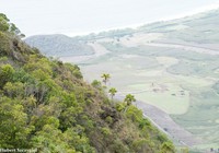 Waianae Range Pritchardia