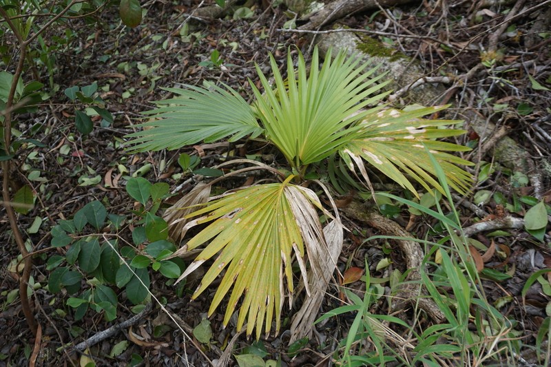 Waianae Range Pritchardia photo 3