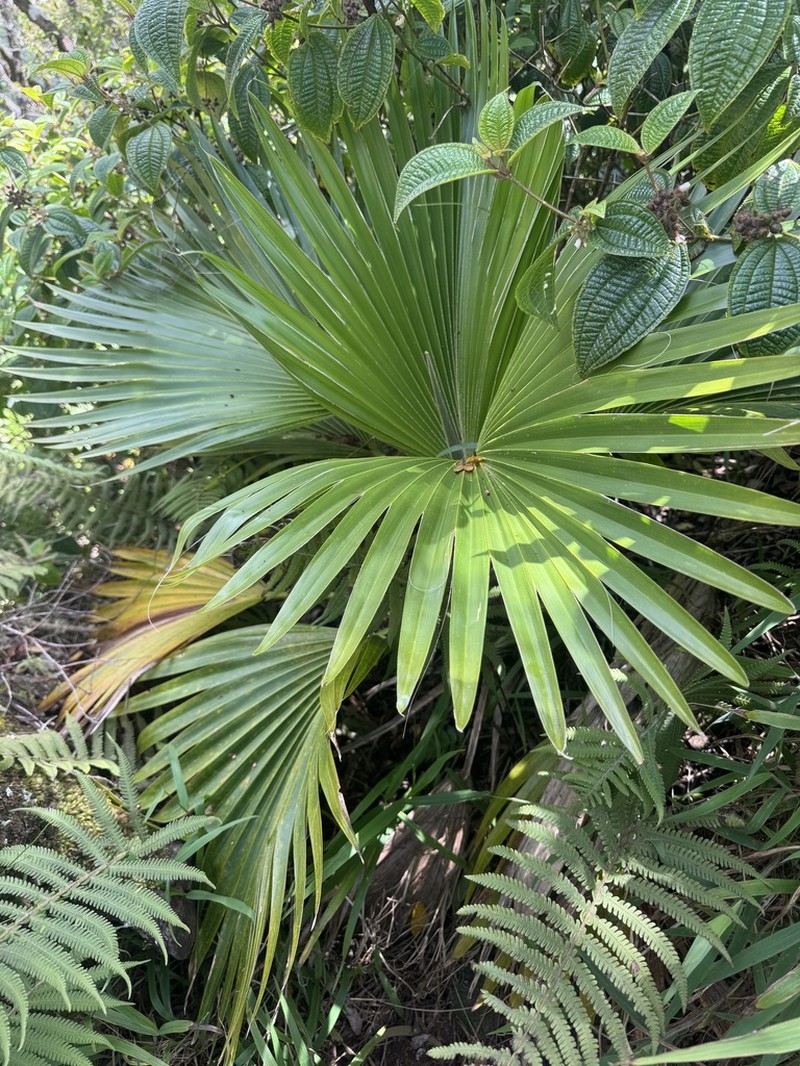 Waianae Range Pritchardia photo 4