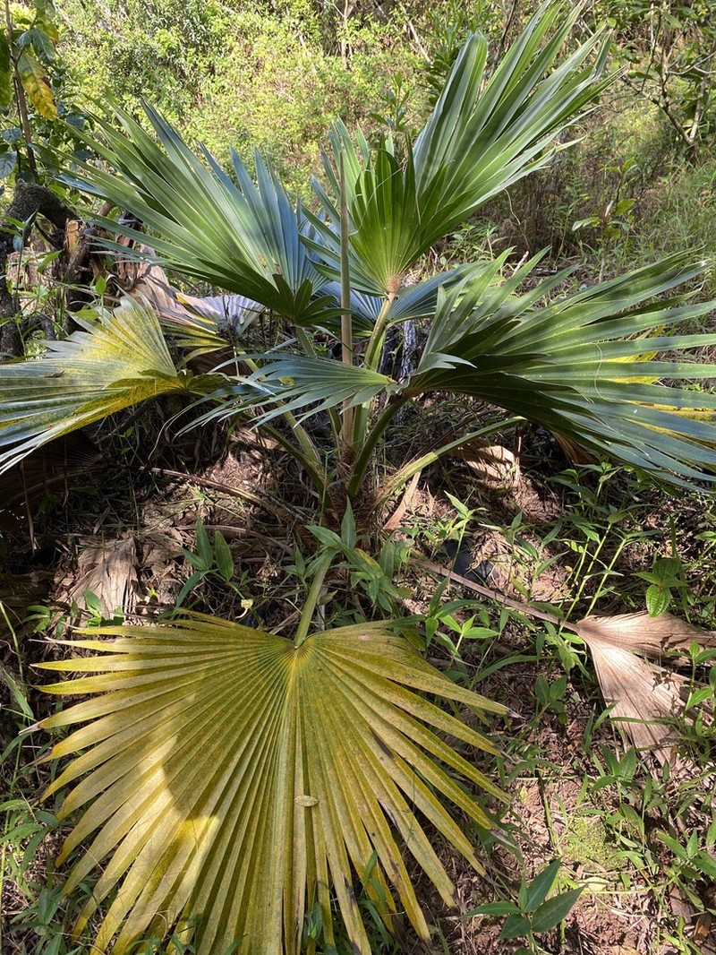 Waianae Range Pritchardia photo 5