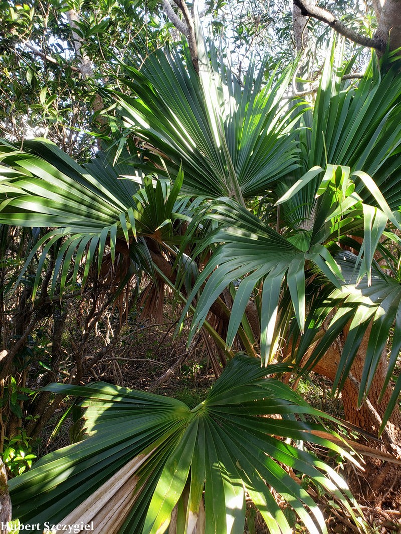 Waianae Range Pritchardia photo 8