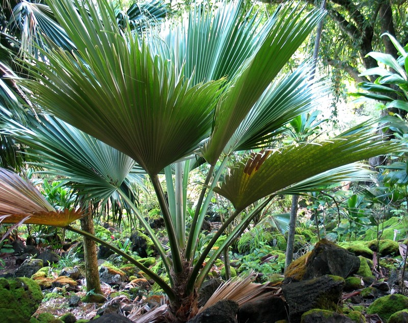 Kahuku Pritchardia photo 2