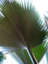 Kahuku Pritchardia