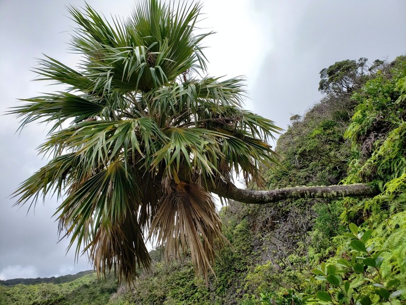 Kahuku Pritchardia photo 3