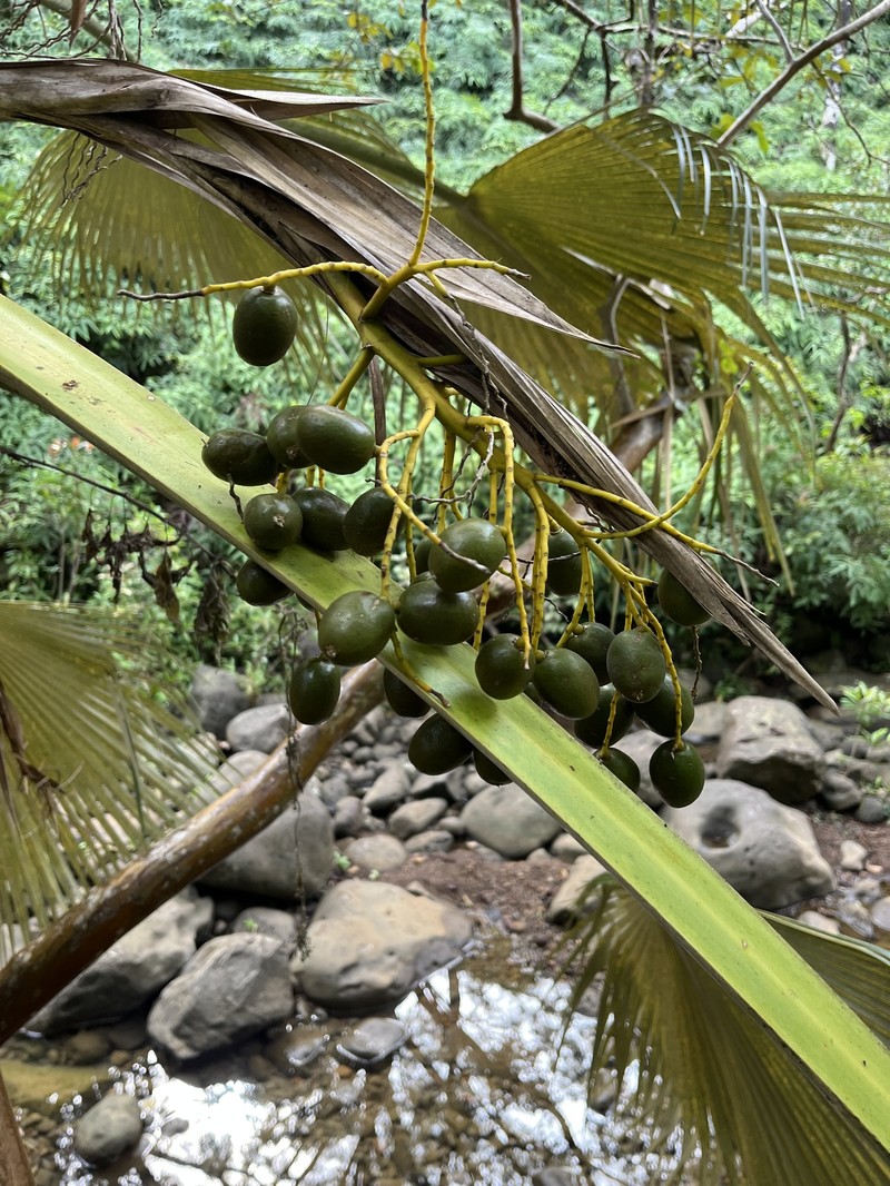 Kahuku Pritchardia photo 5
