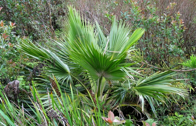 Lanai Pritchardia