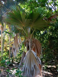 Lo'Ulu
