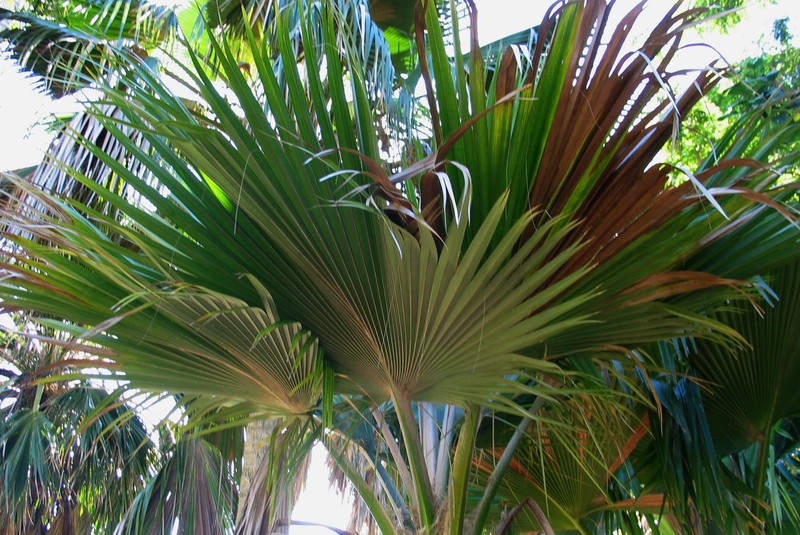 Lo'Ulu photo 3