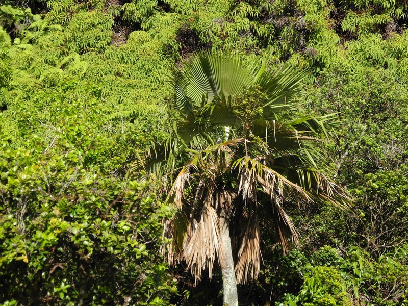 Lo'Ulu photo 4