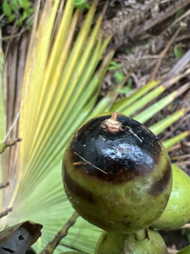 Lo'Ulu photo 5
