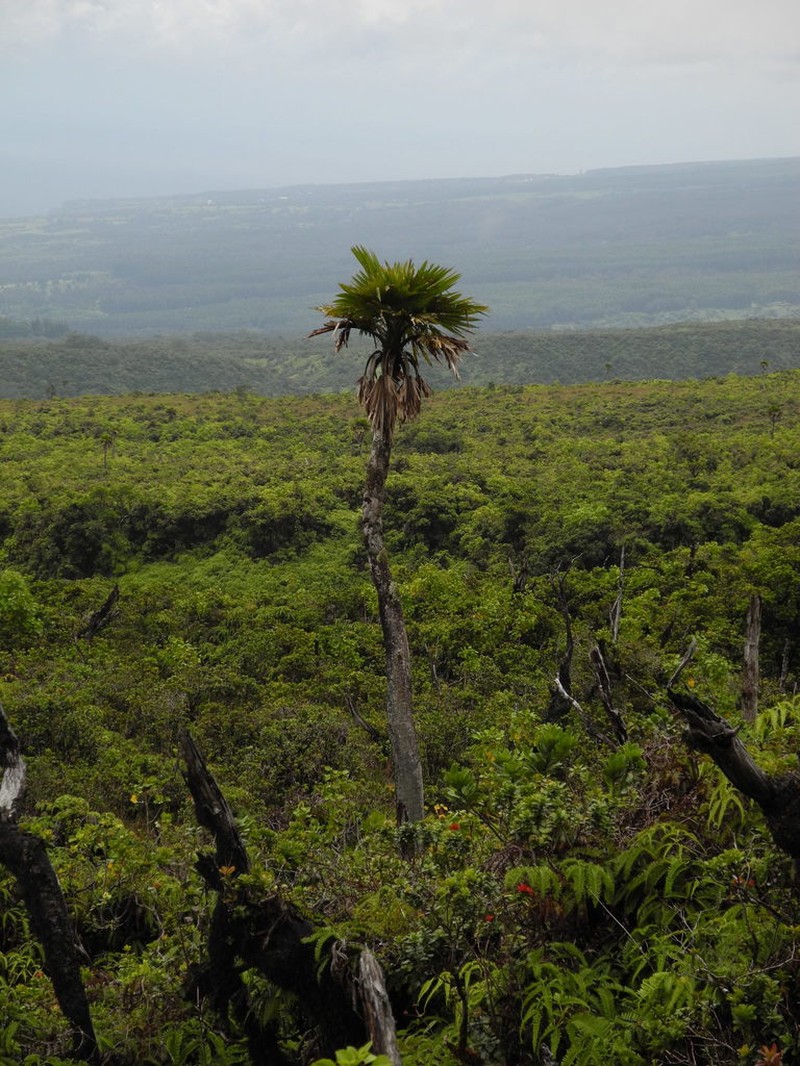 Lo'Ulu photo 8