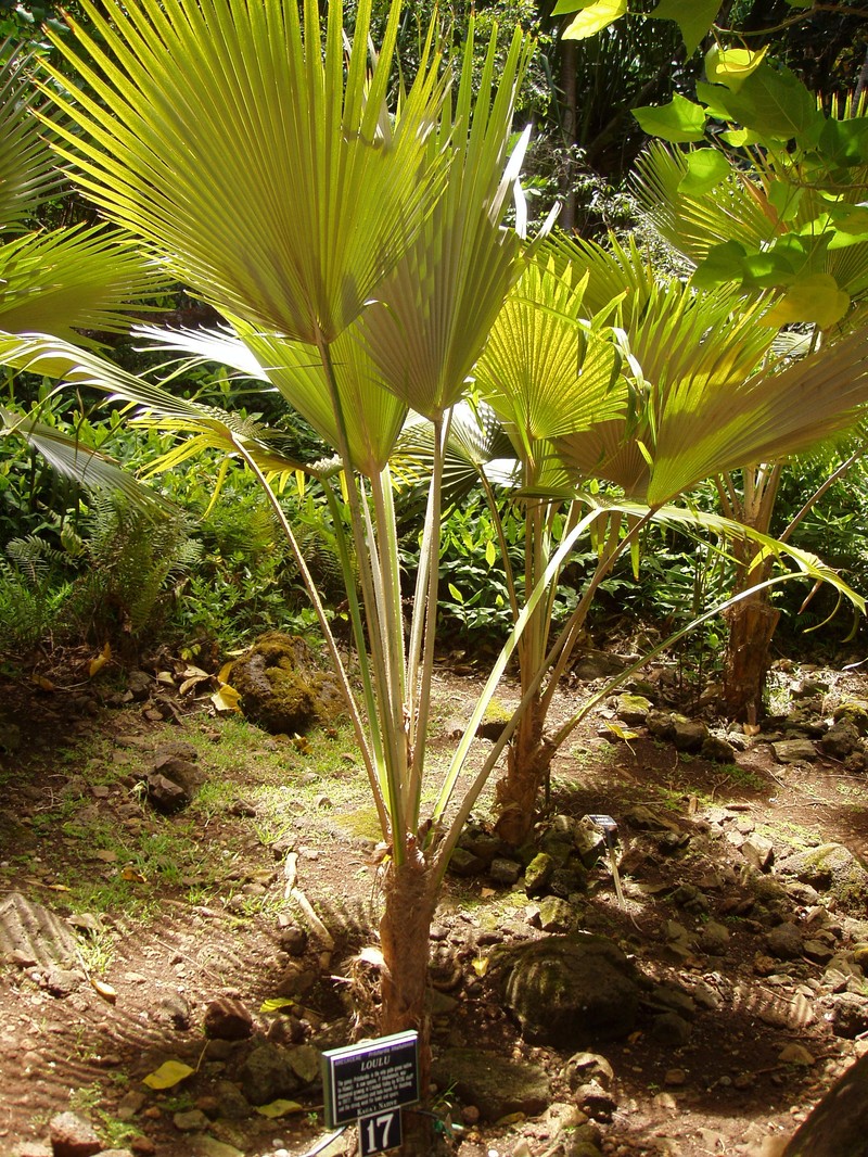 Limahuli Valley Pritchardia