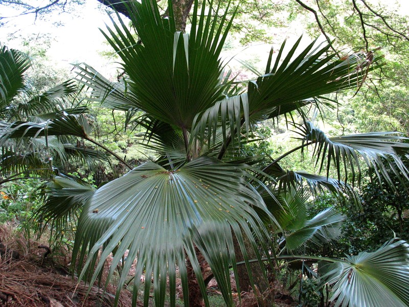 Molokai Pritchardia photo 2