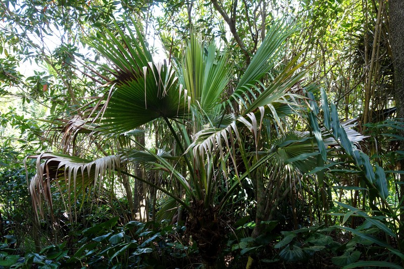 Molokai Pritchardia photo 3