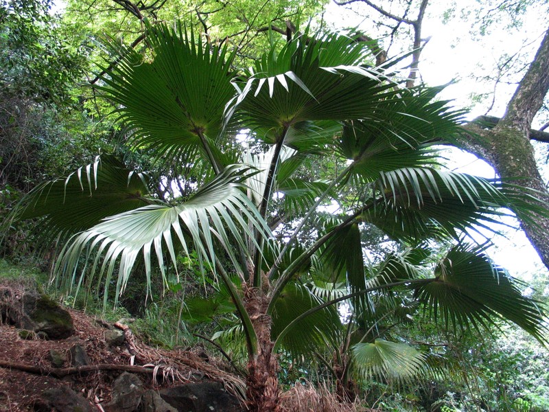 Molokai Pritchardia photo 4