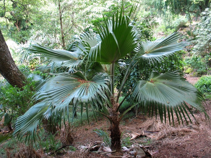 Molokai Pritchardia