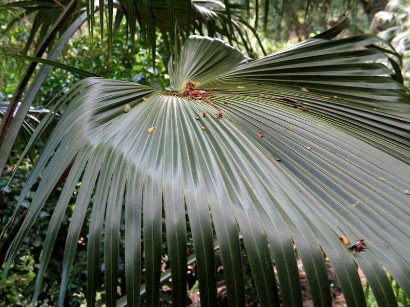 Molokai Pritchardia photo 5