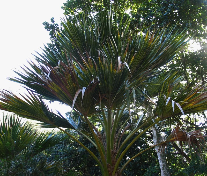 Hawai'I Pritchardia photo 5