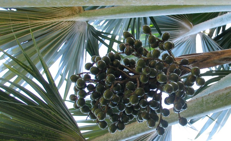 Hawai'I Pritchardia photo 6