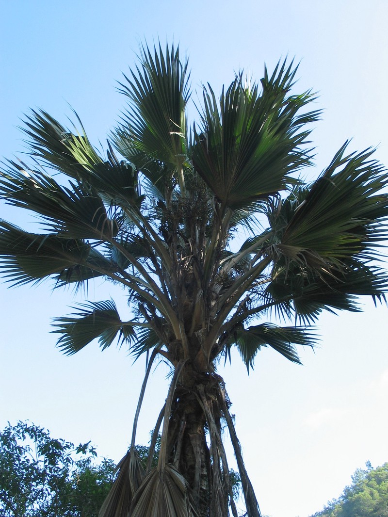 Hawai'I Pritchardia photo 2