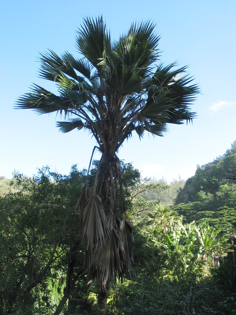 Hawai'I Pritchardia photo 3