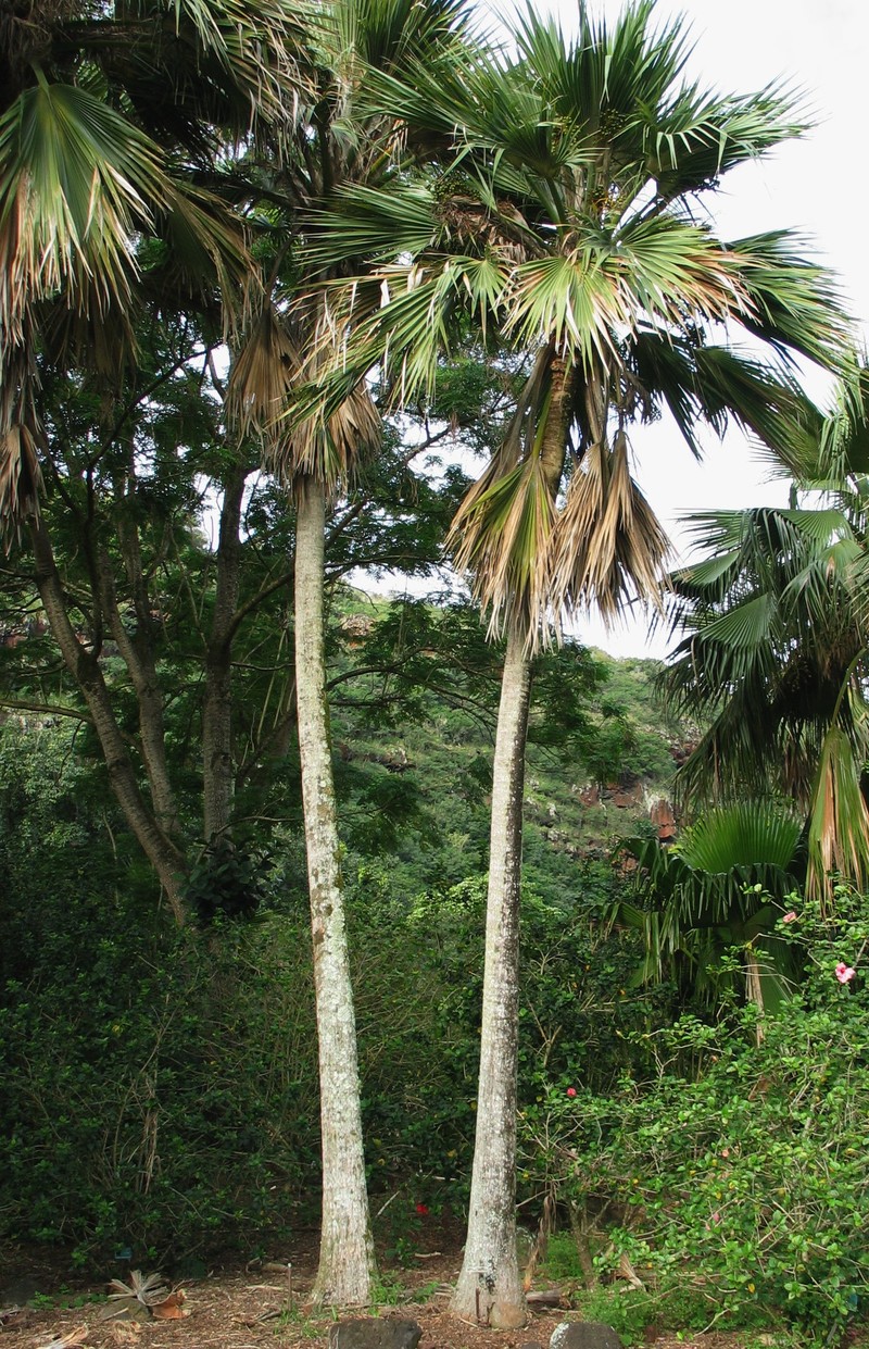 Hawai'I Pritchardia photo 4