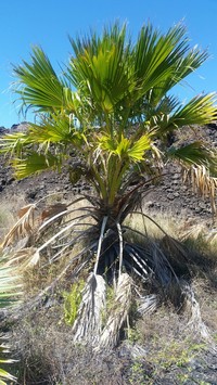 Hawai'I Pritchardia