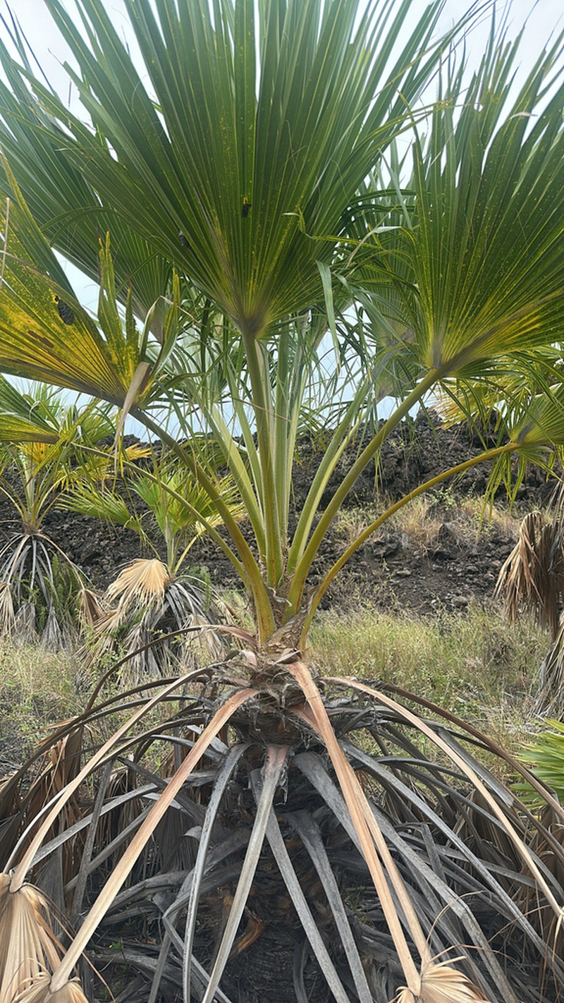 Hawai'I Pritchardia photo 2