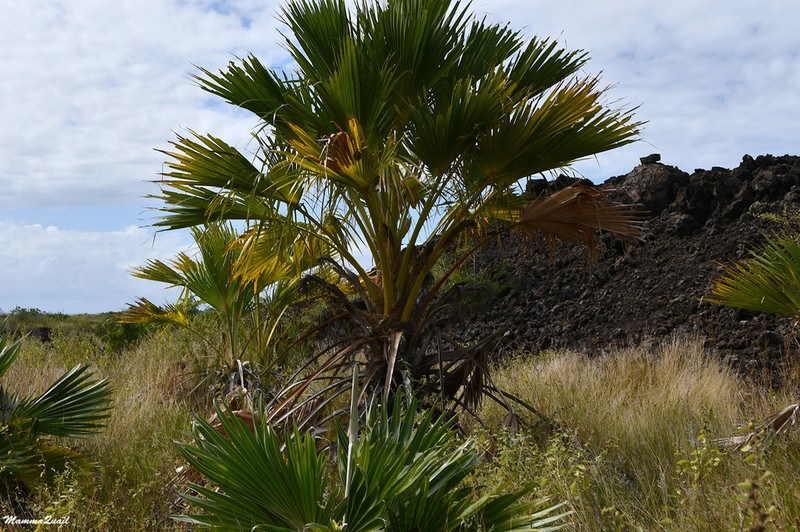 Hawai'I Pritchardia photo 3