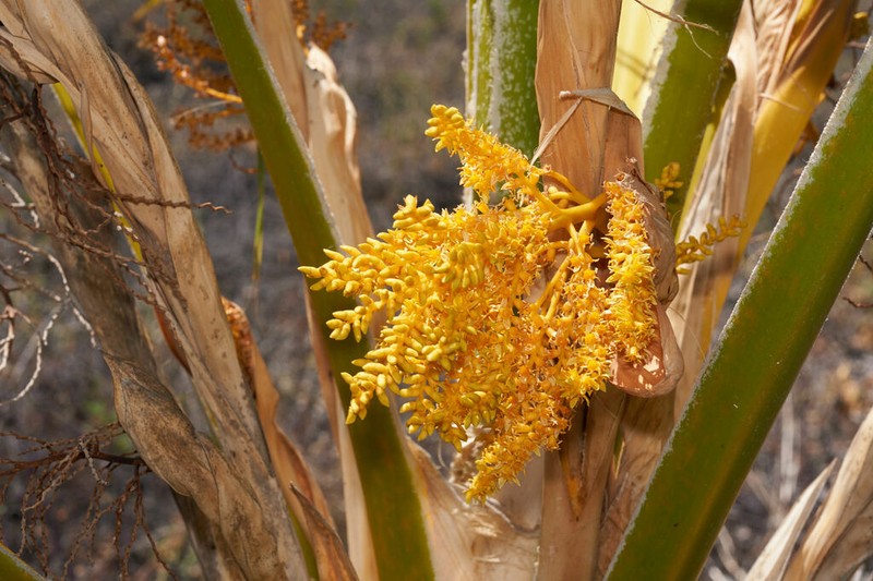 Hawai'I Pritchardia photo 6