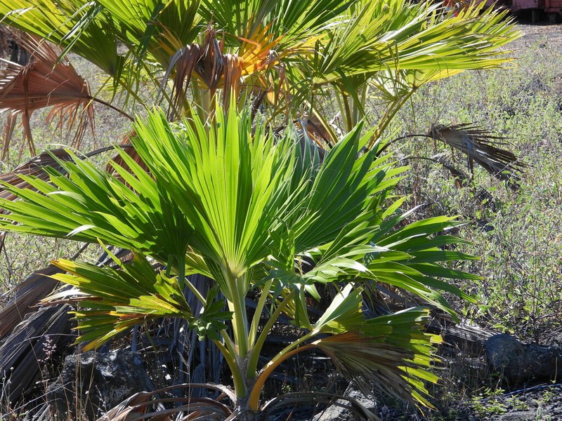 Hawai'I Pritchardia photo 7