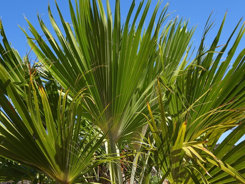 Hawai'I Pritchardia photo 8