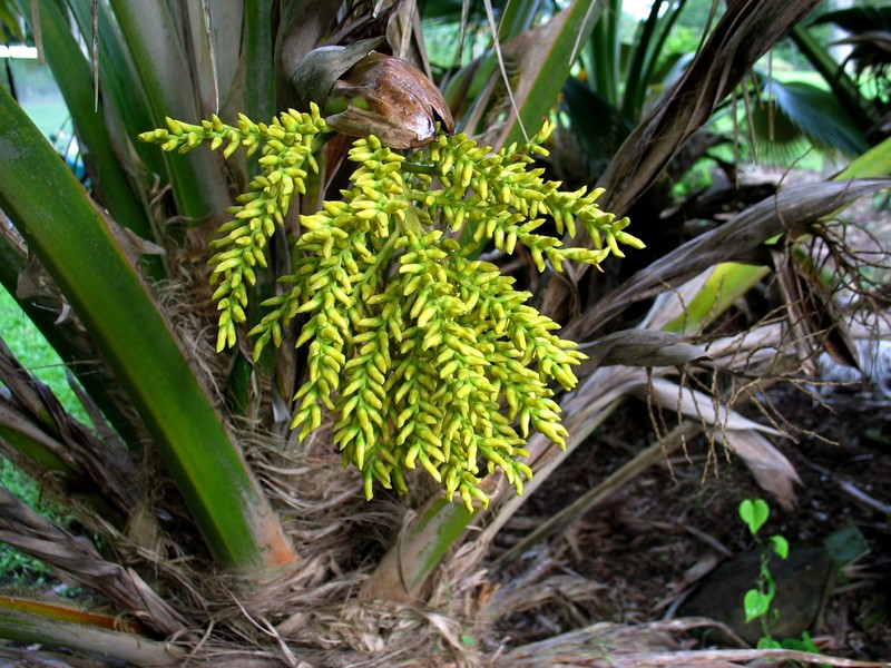 Koolau Range Pritchardia photo 3